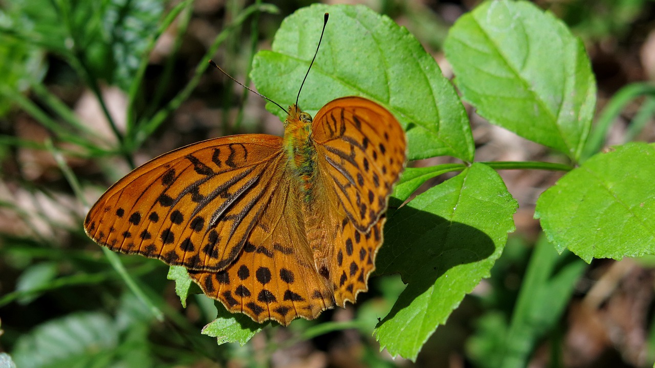 butterfly  fritillary  silver line free photo