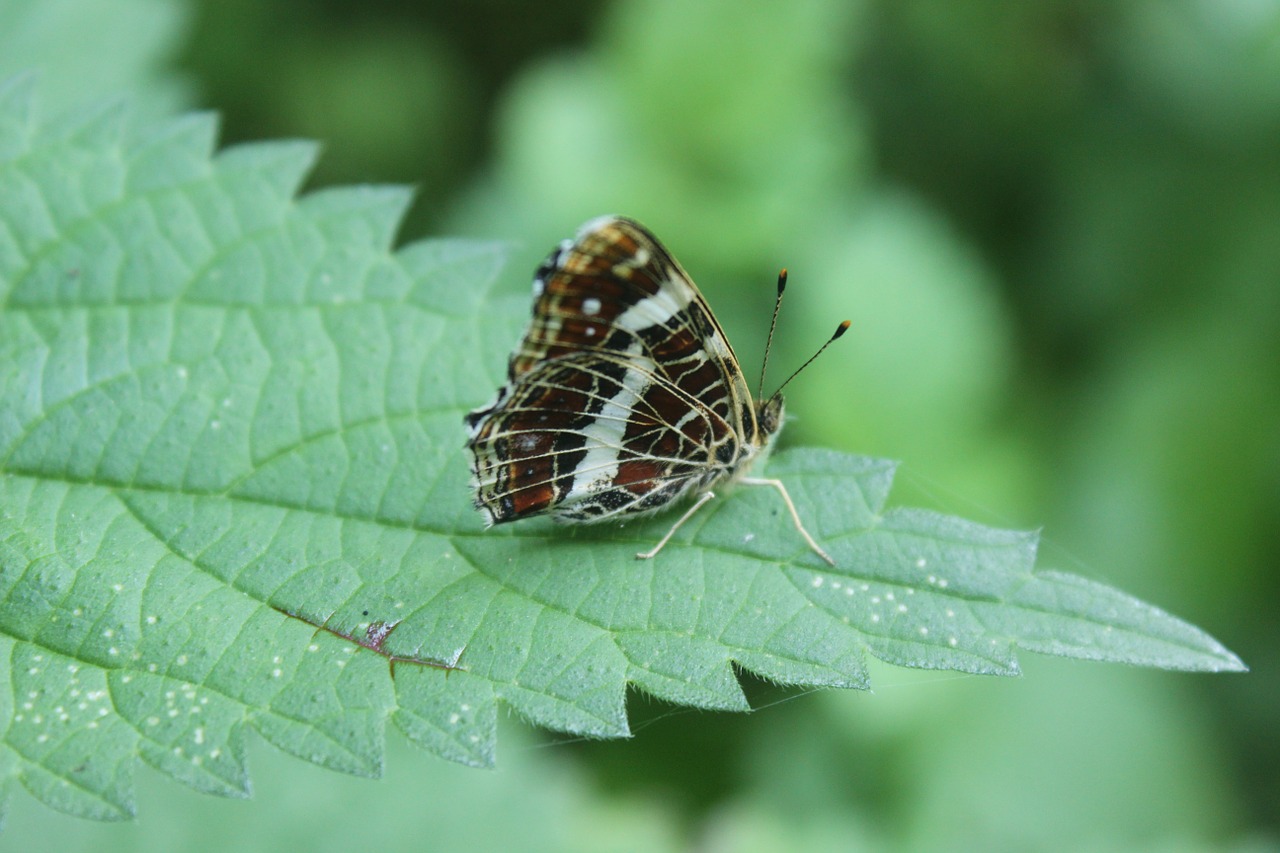 butterfly insect nature free photo