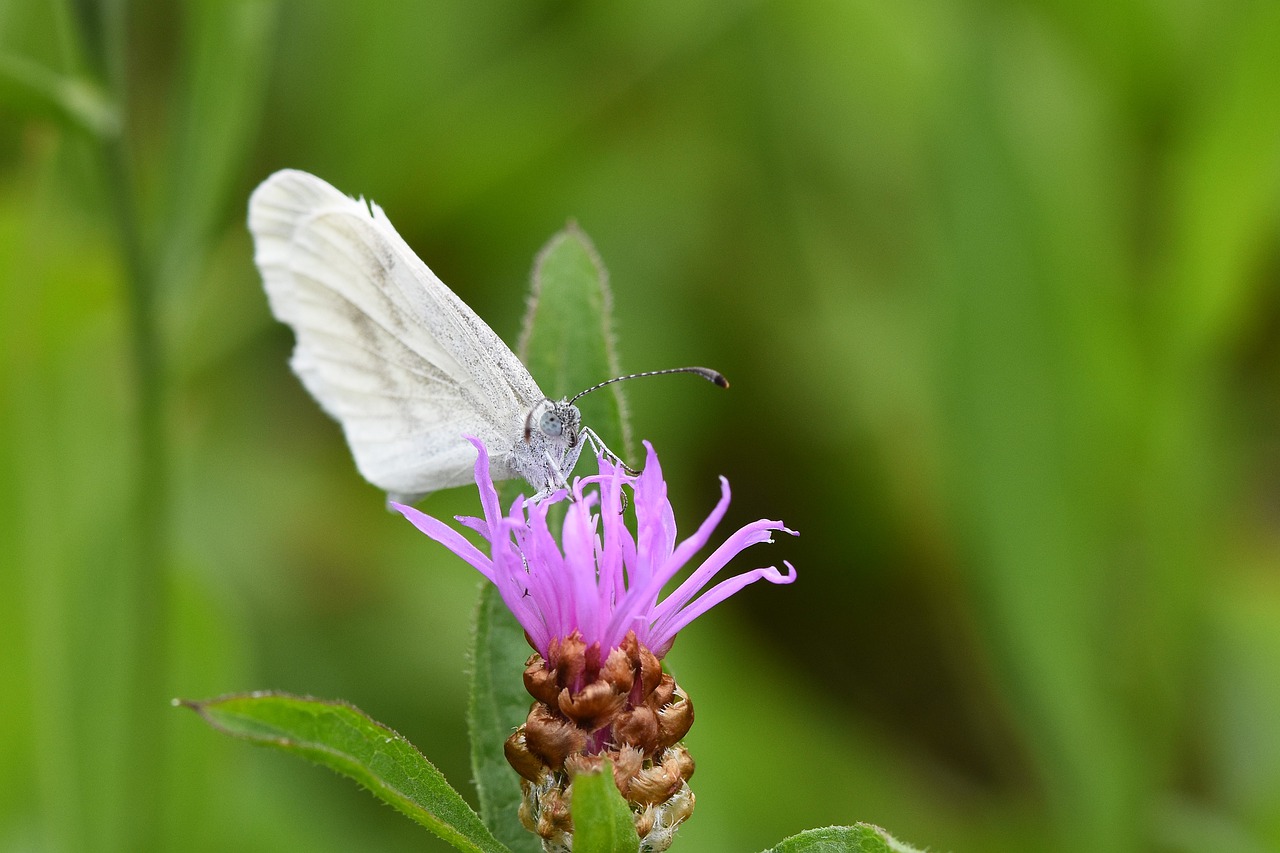 butterfly  blossom  bloom free photo