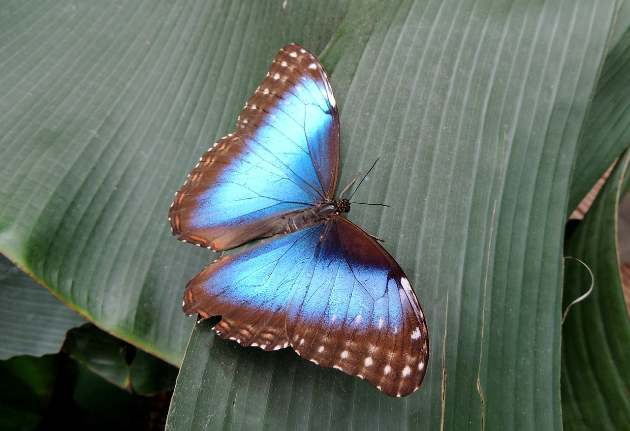 butterfly nature blue free photo