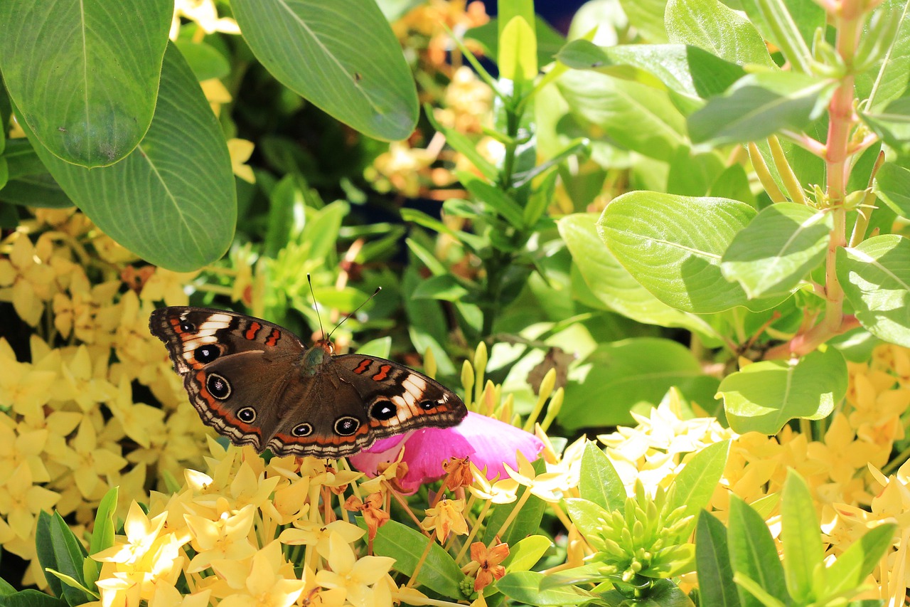 butterfly  wings  flying insect free photo