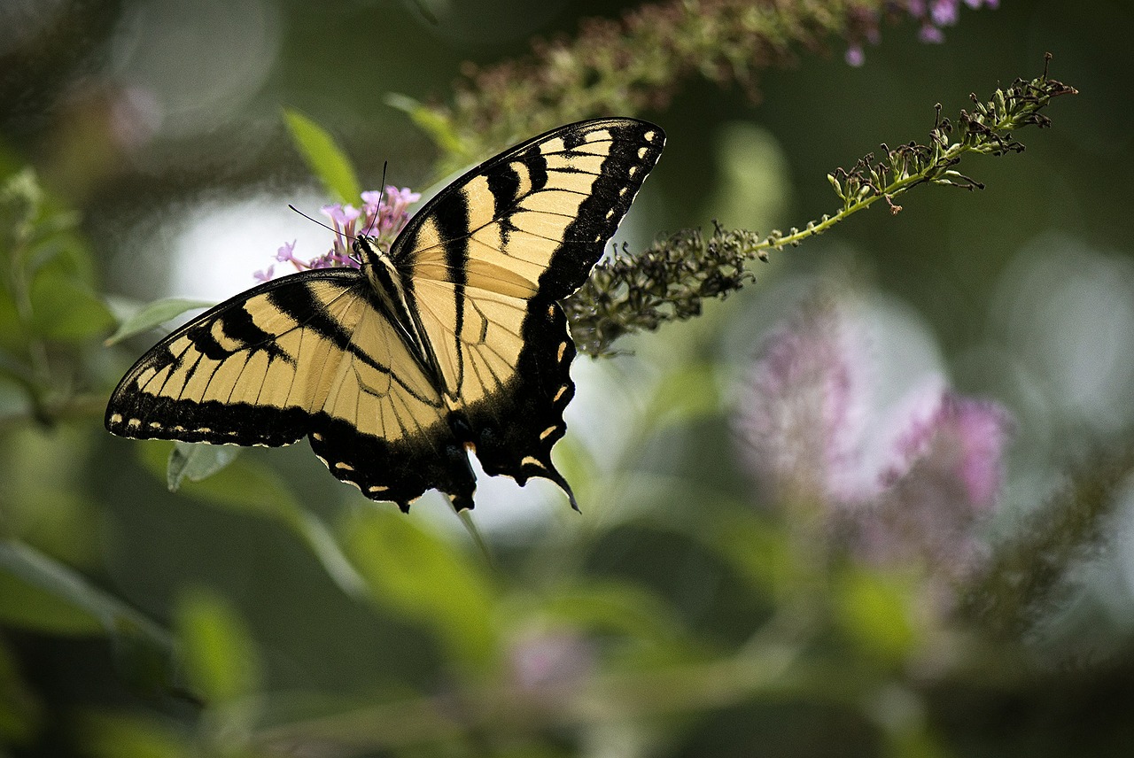 butterfly nature insect free photo