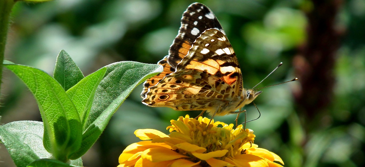 butterfly  insect  flower free photo