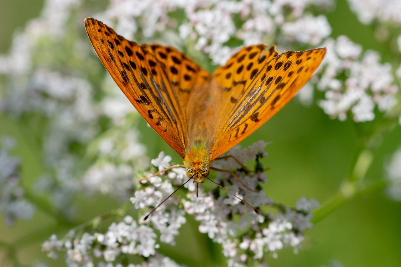 butterfly  perleťovec stříbropásek  macro free photo
