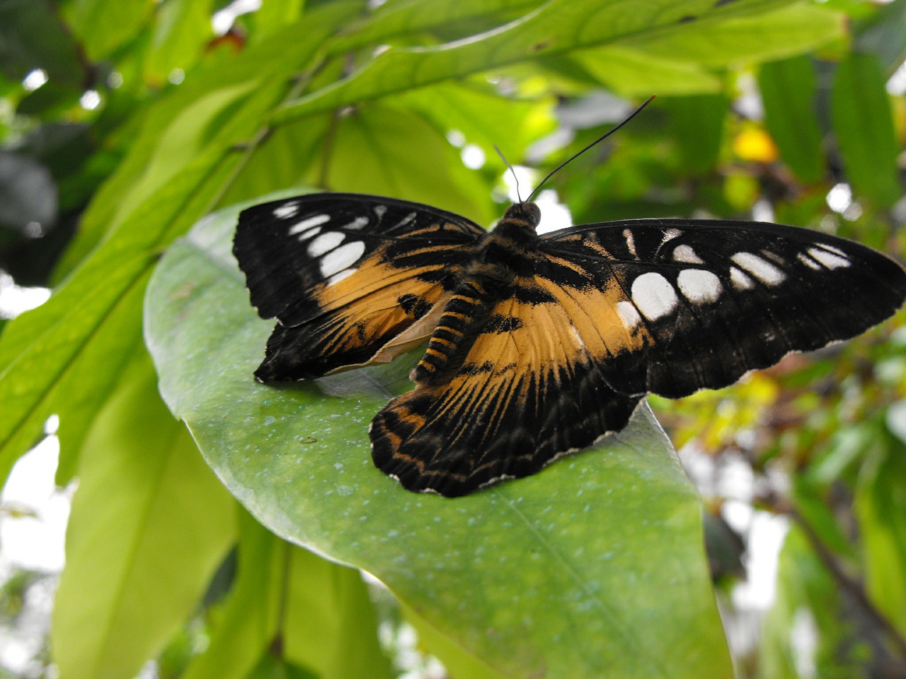 butterfly green nature free photo