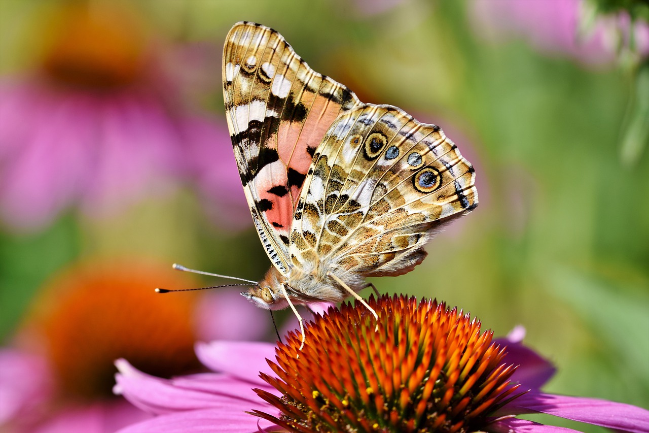 butterfly  peacock  butterflies free photo