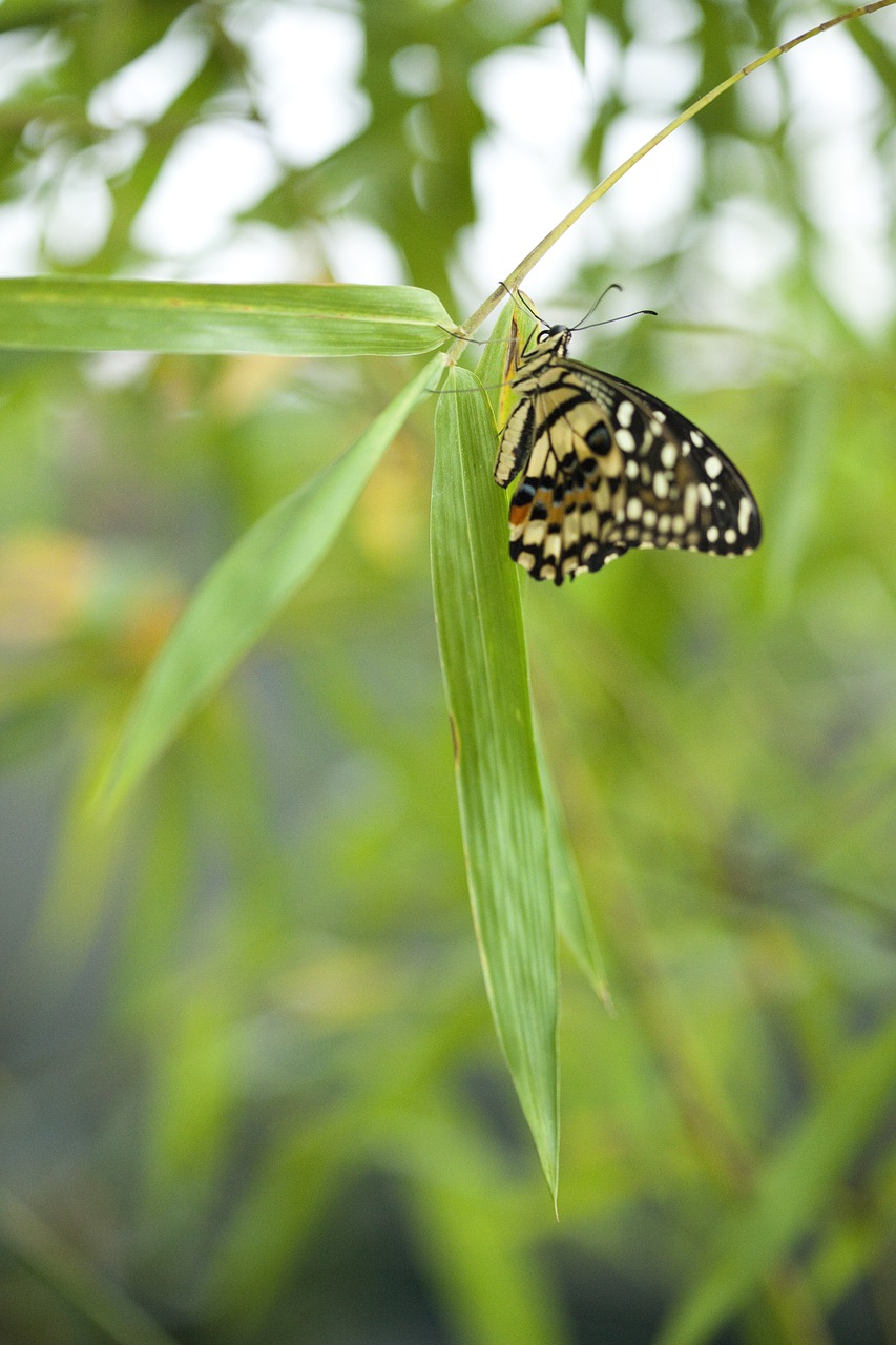 butterfly  green  flora free photo