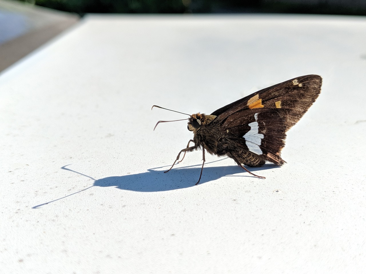 butterfly  moth  summer free photo