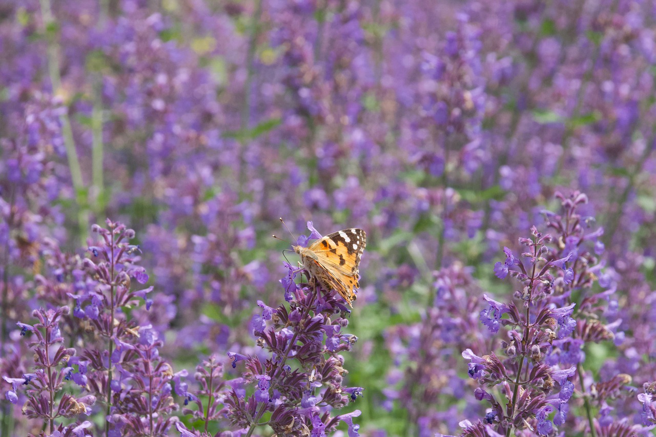 butterfly  flowers  meadow free photo