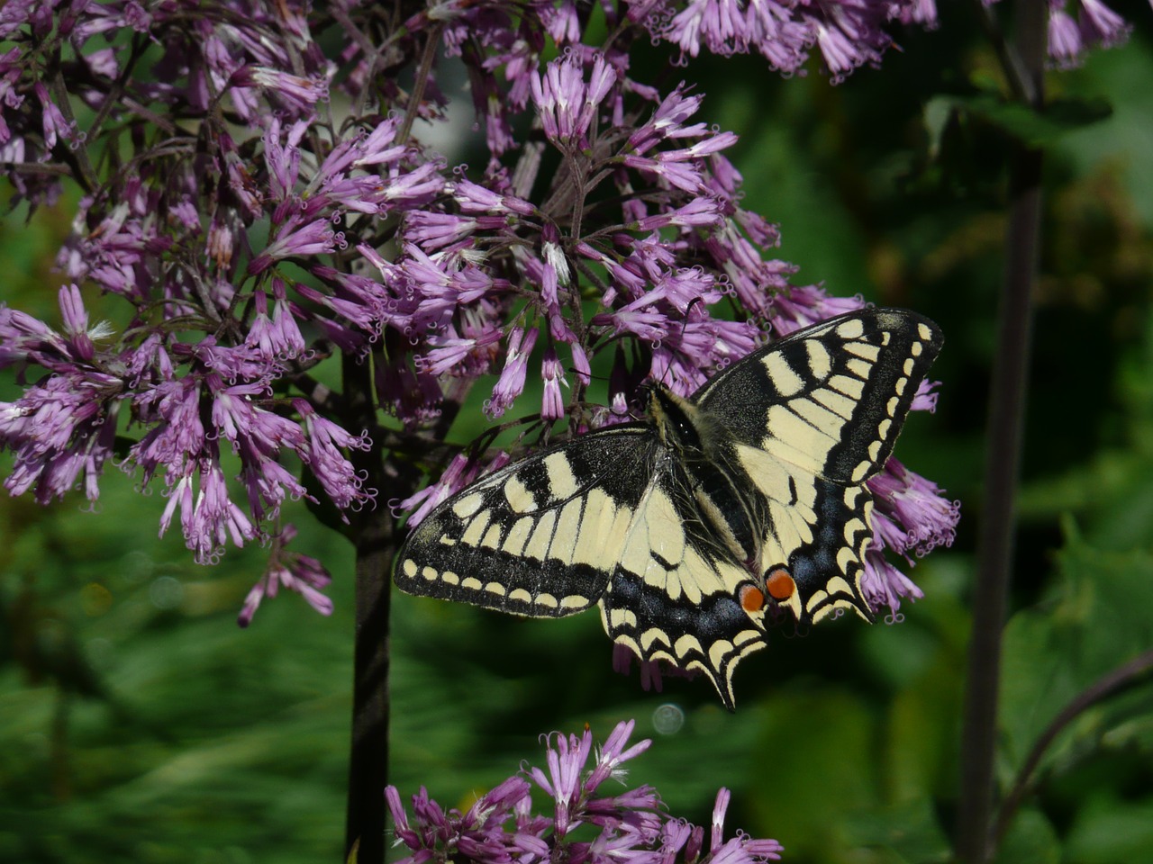 butterfly nature flowers free photo