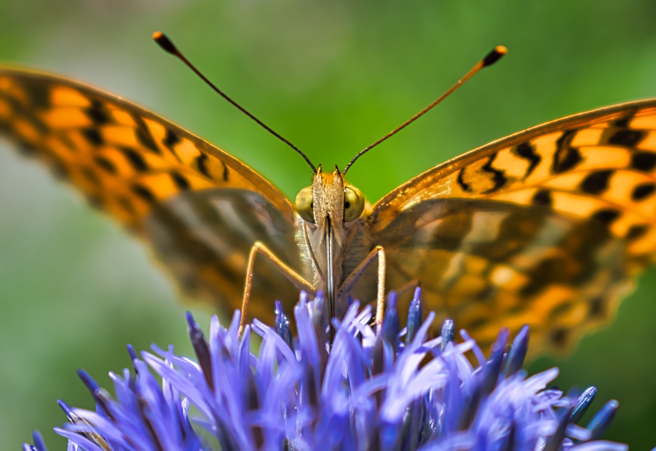 butterfly  orange  wings free photo