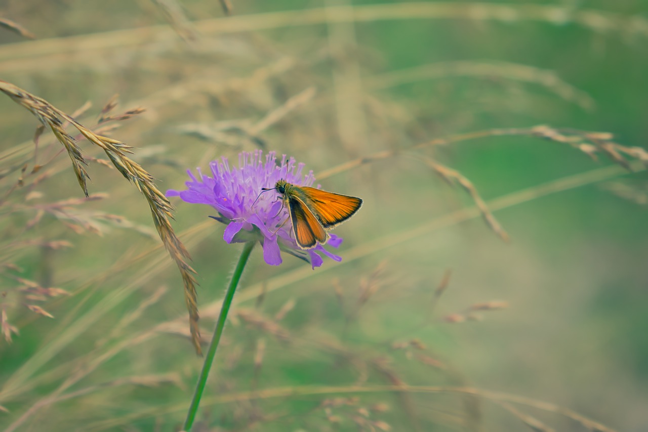 butterfly  insect  flower free photo