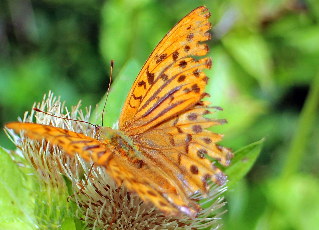 butterfly orange butterflies free photo