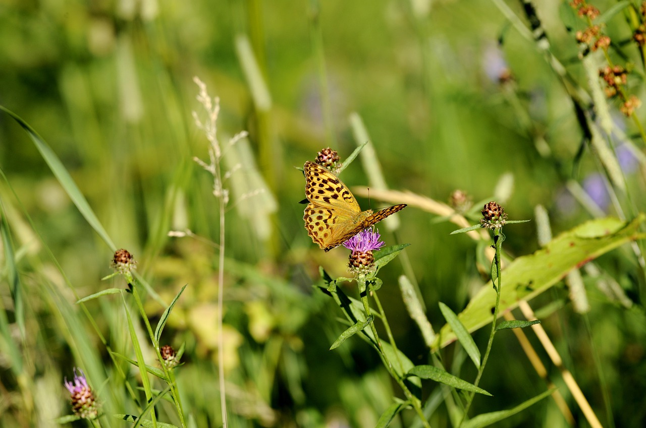 butterfly  silver-washed fritillary butterfly  bug free photo