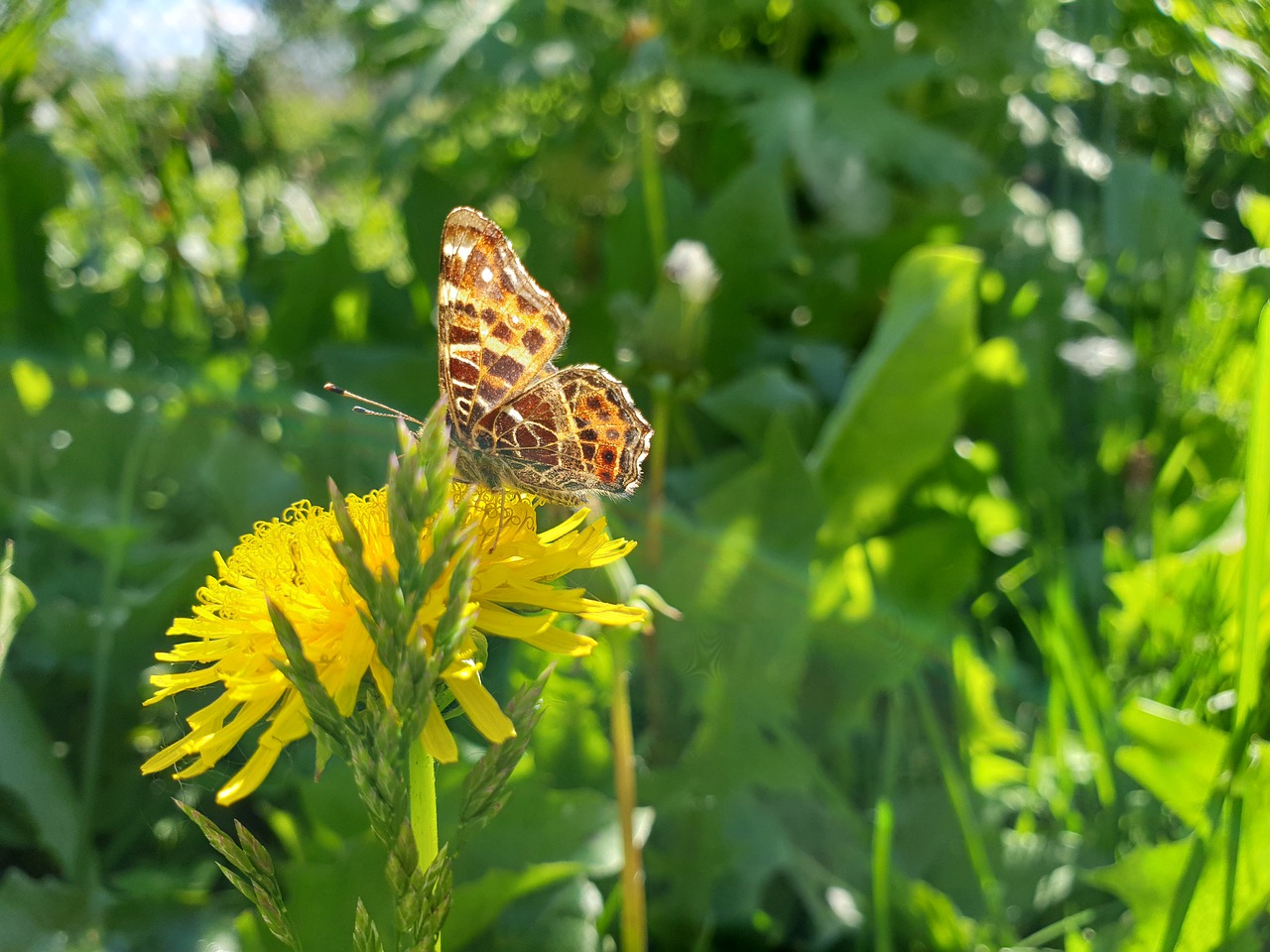 butterfly  flowers  daisy free photo