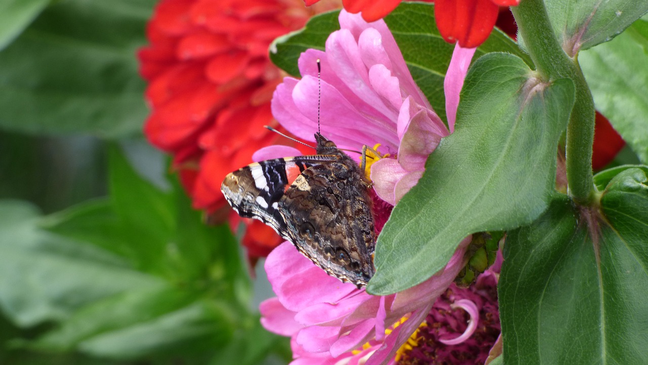 butterfly  garden  flower free photo