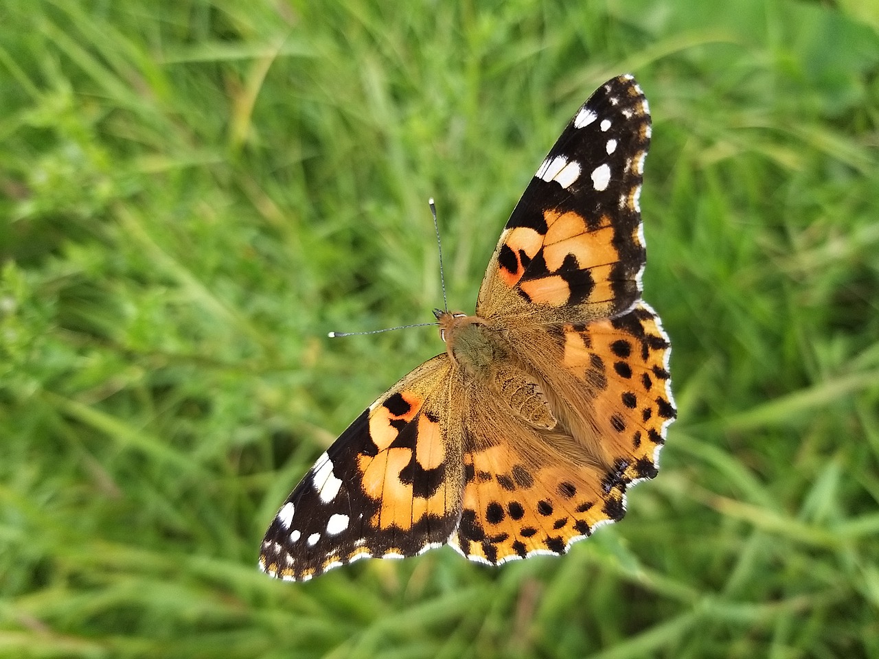 butterfly  insect  beautifull free photo