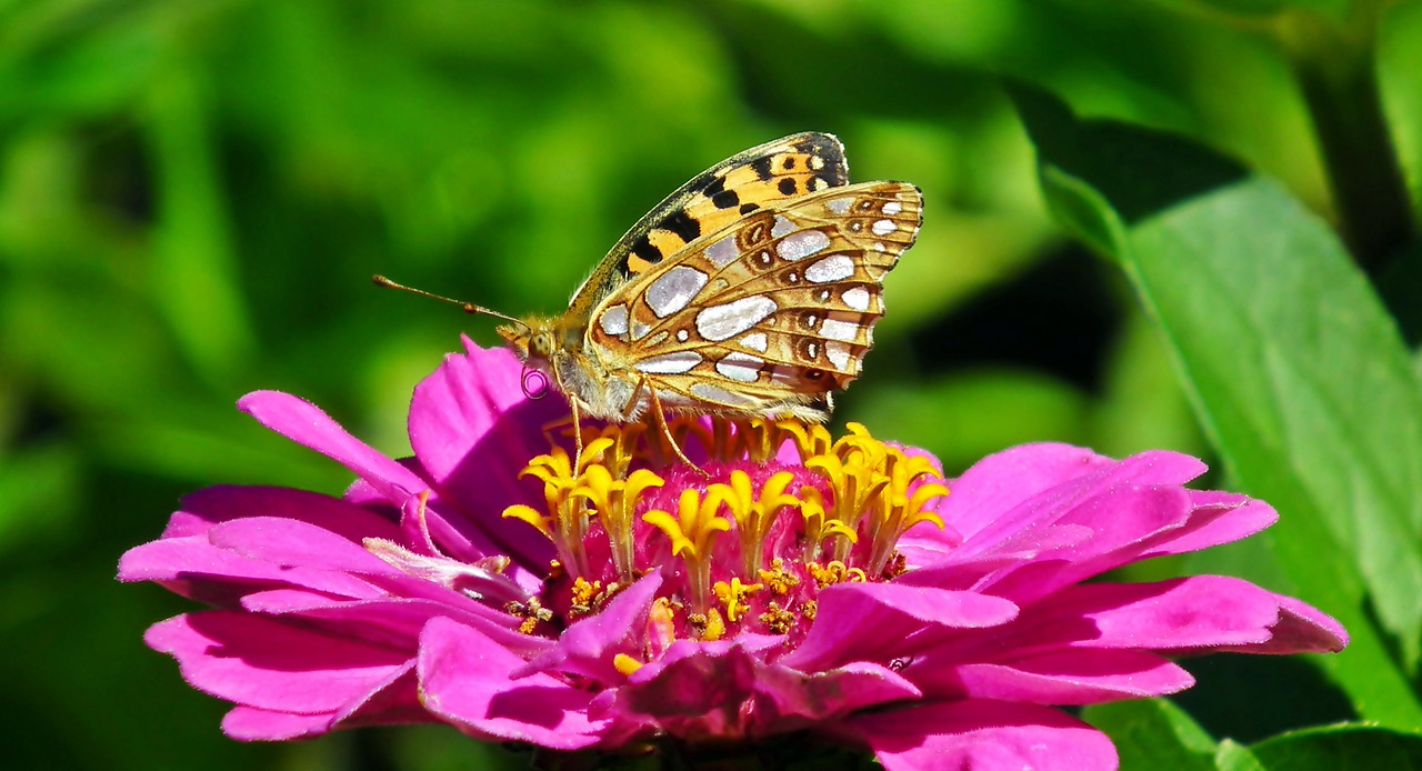 butterfly  flower  insect free photo