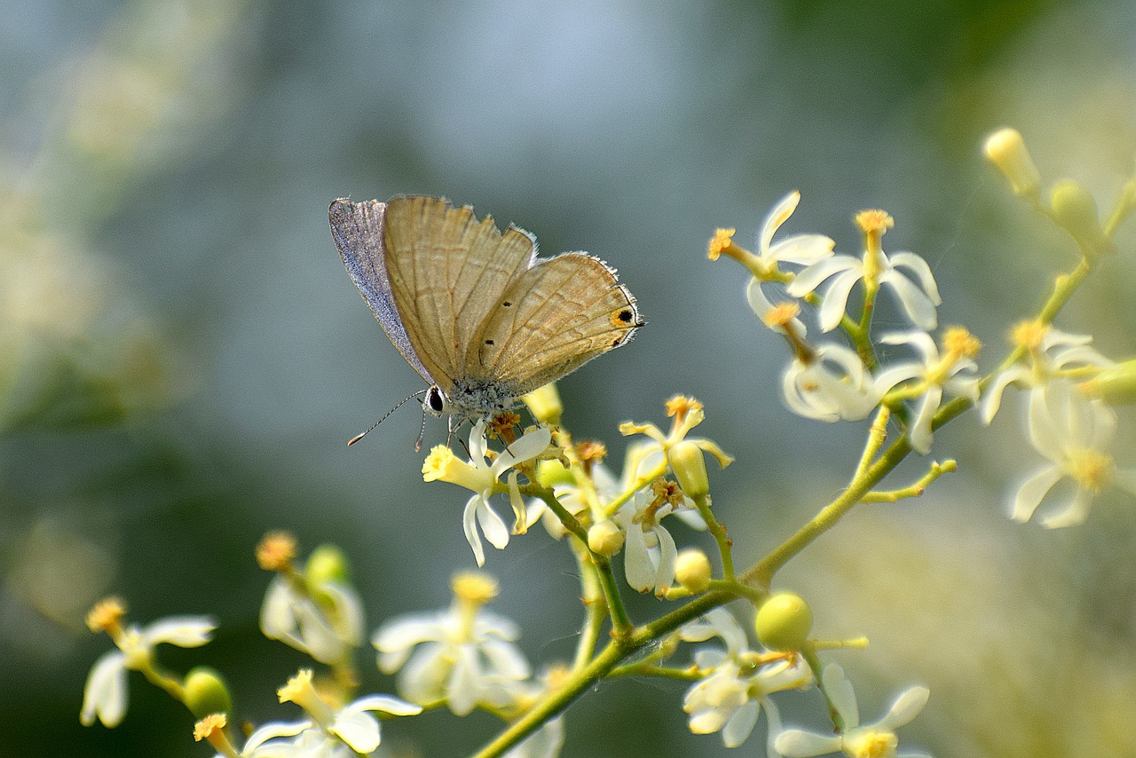 butterfly  flowers  neem free photo