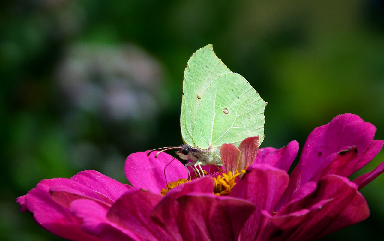 butterfly  flower  insect free photo