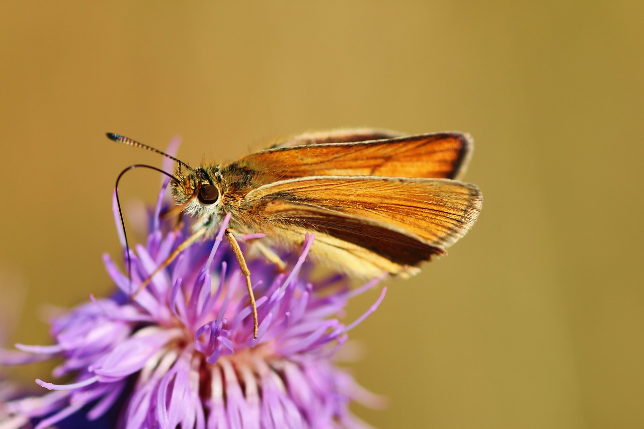 butterfly  skipper  nature free photo