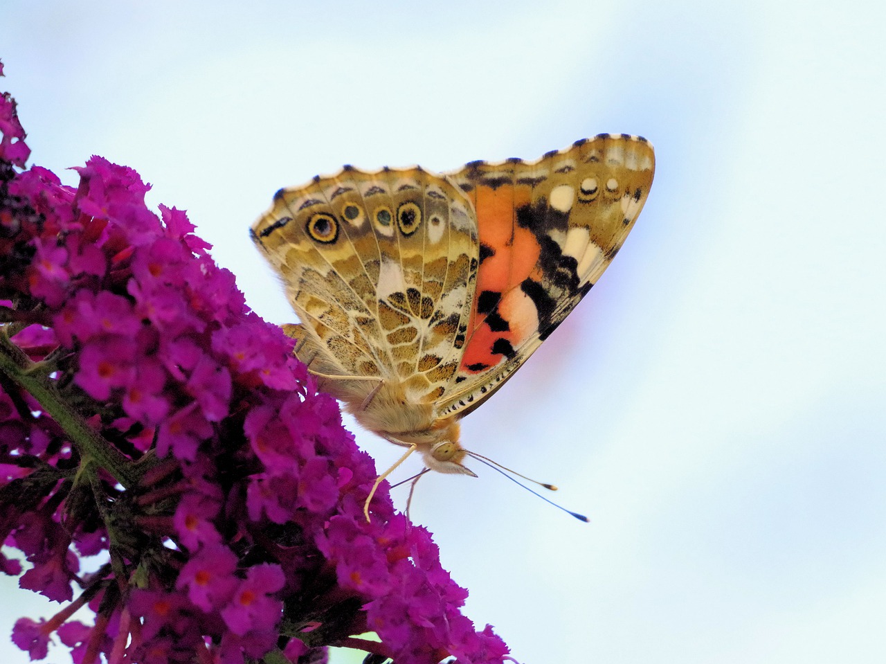 butterfly  vanessa cardui  insect free photo