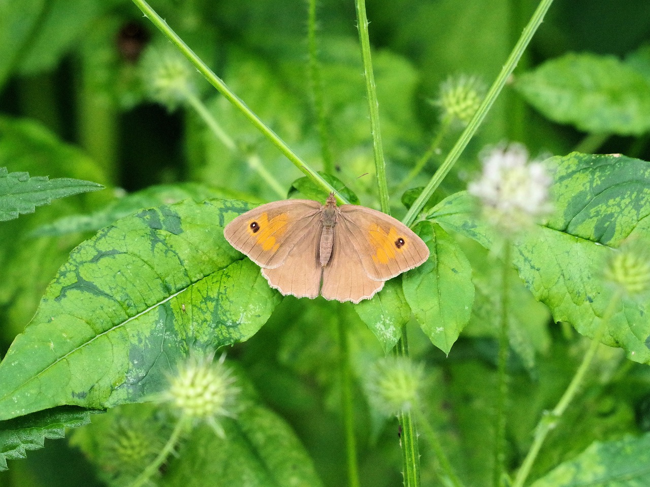 butterfly  meadow birds  insect free photo