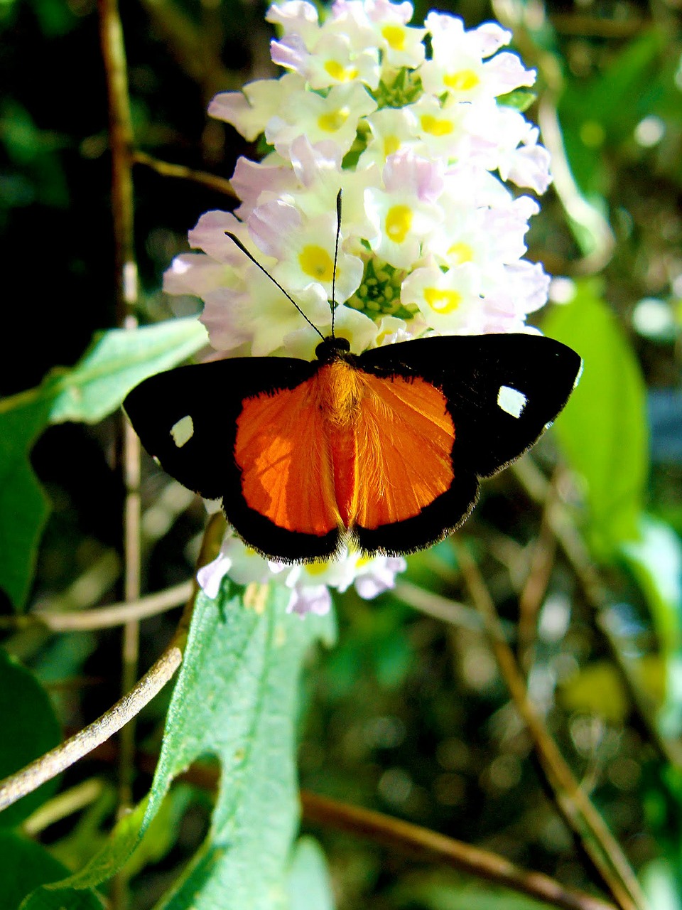 butterfly nature insect free photo