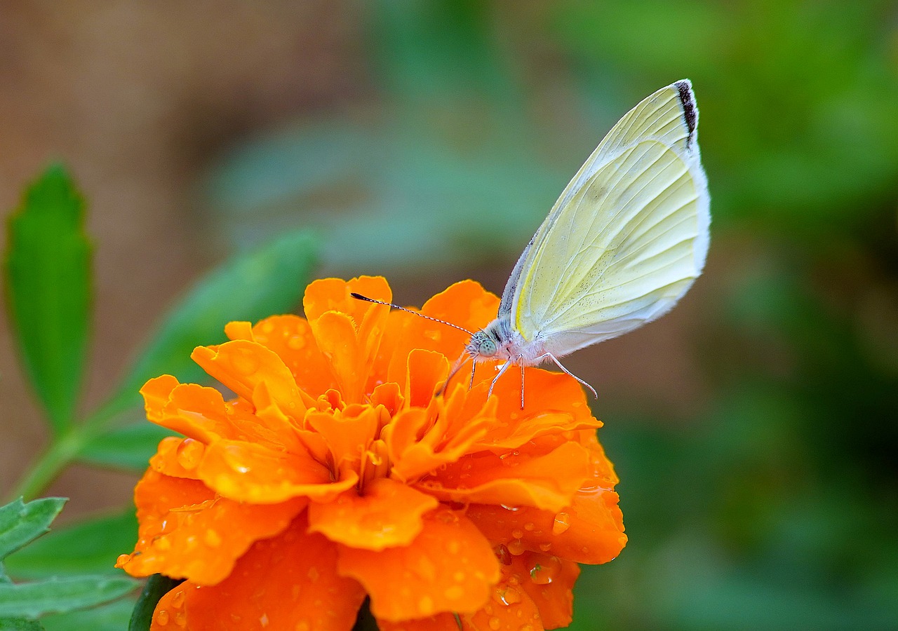 butterfly  flower  nature free photo