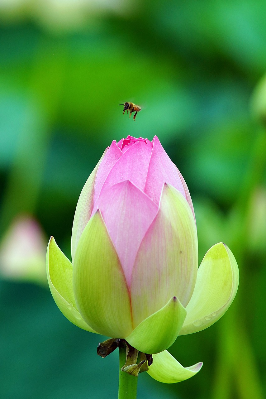 butterfly  flower  nature free photo