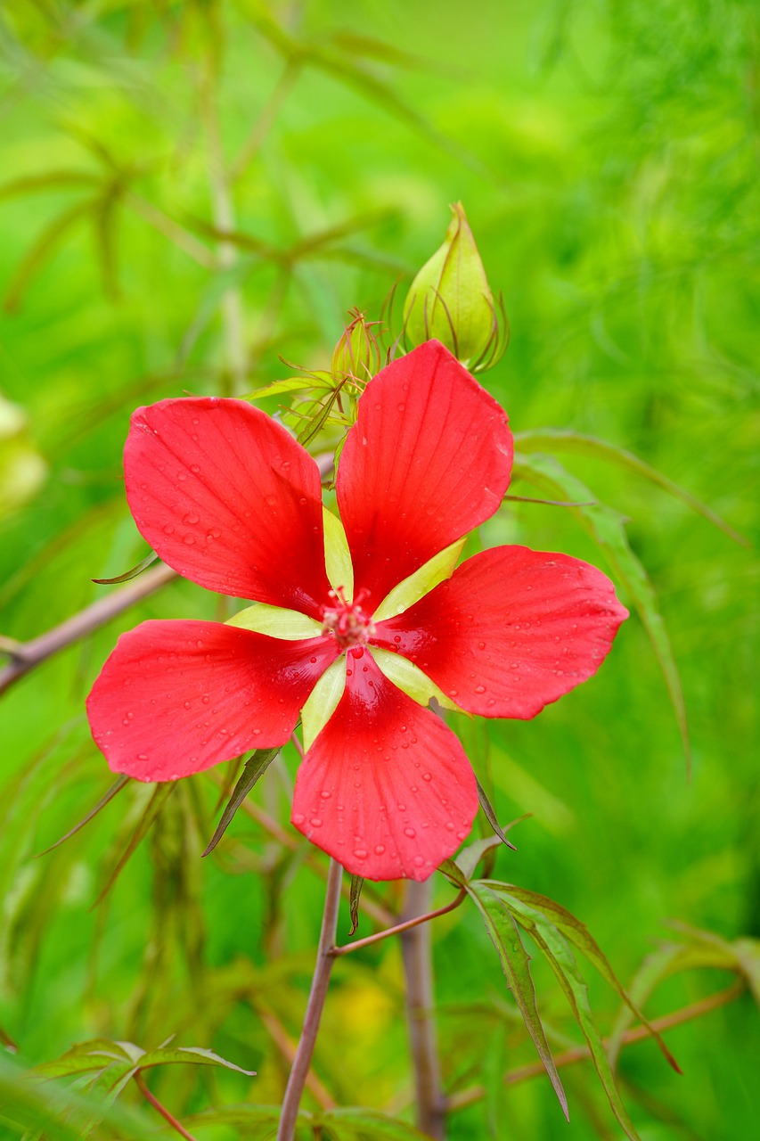 butterfly  flower  nature free photo