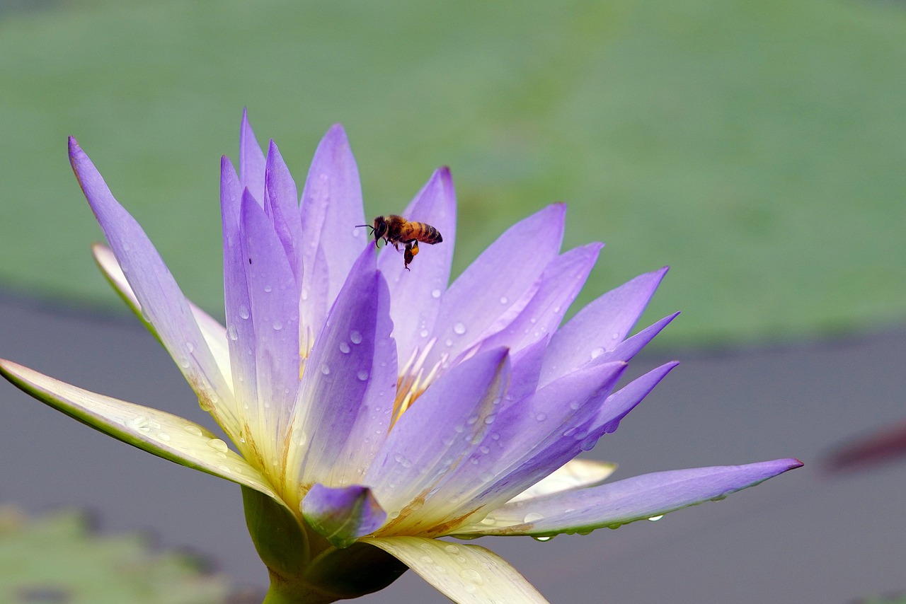 butterfly  flower  nature free photo