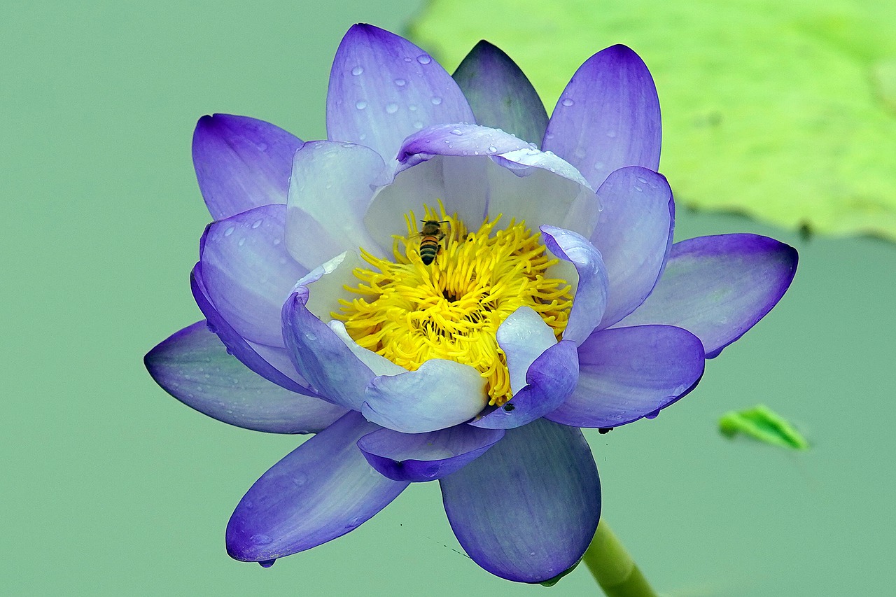 butterfly  flower  nature free photo