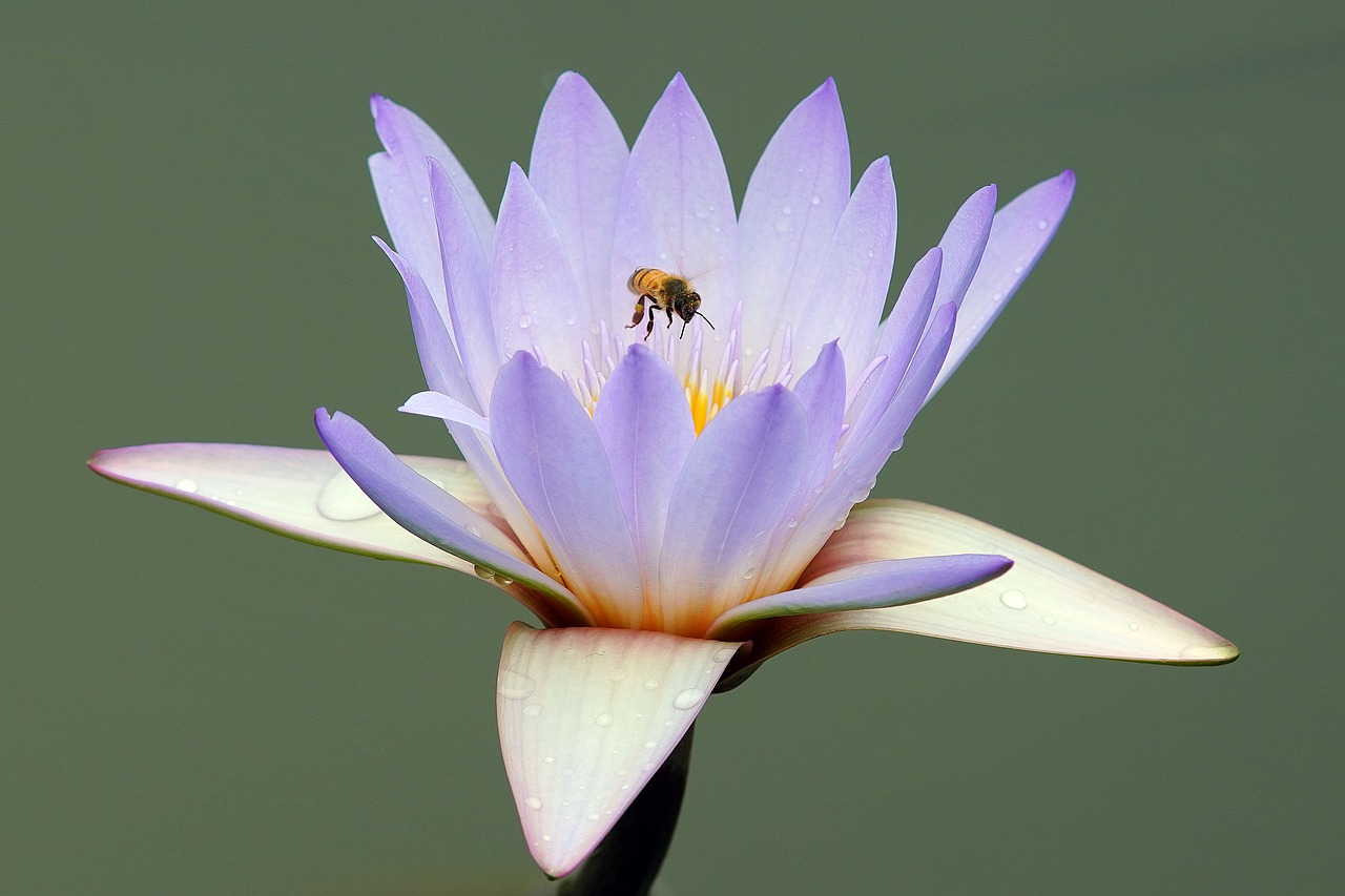 butterfly  flower  nature free photo