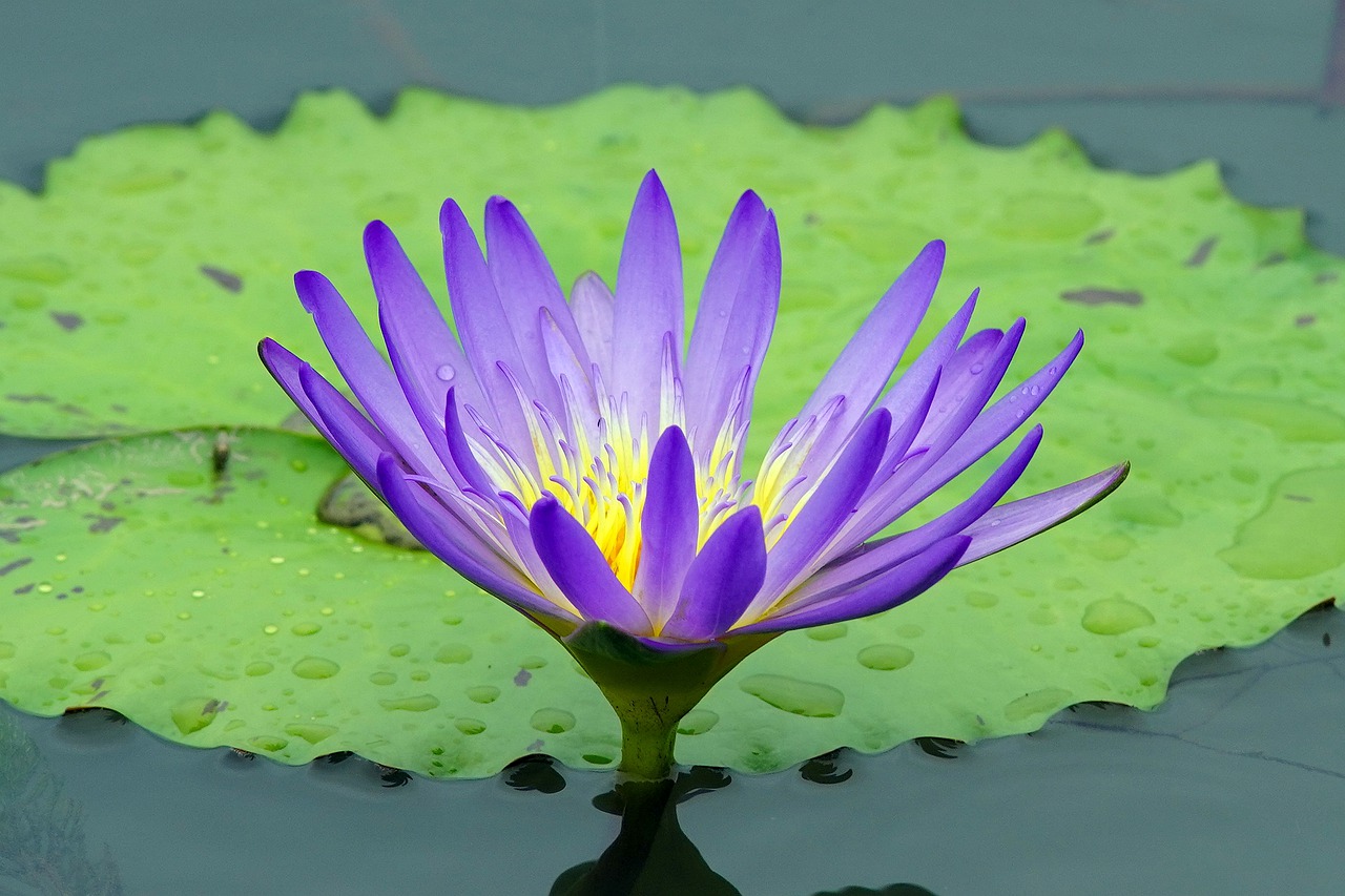 butterfly  flower  nature free photo