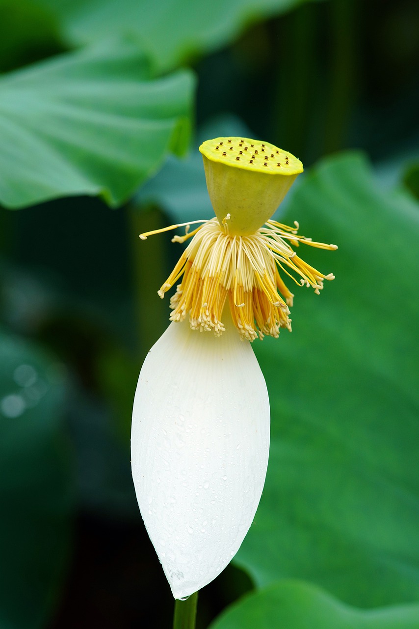 butterfly  flower  nature free photo