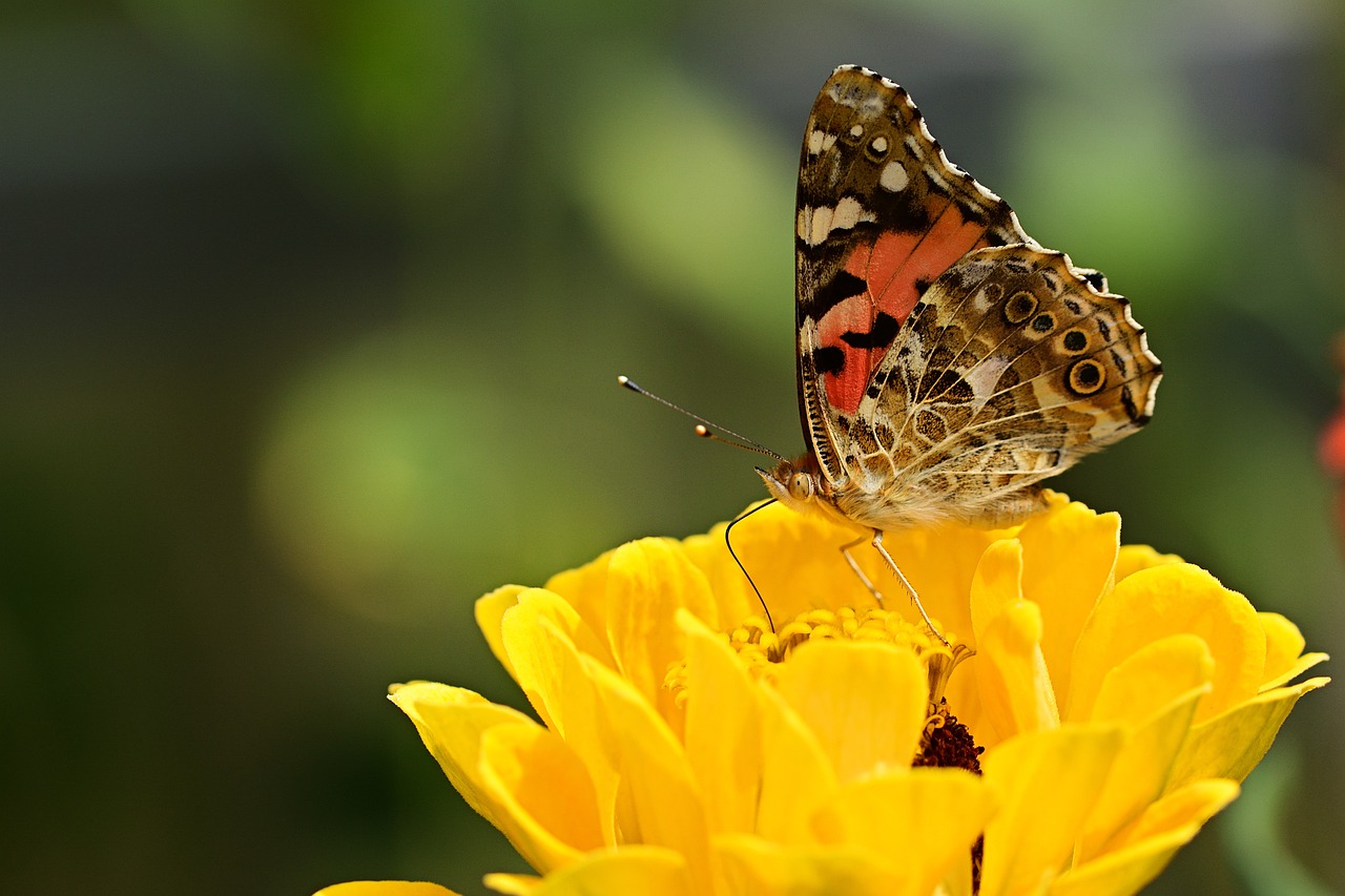 butterfly  zinnia  garden free photo