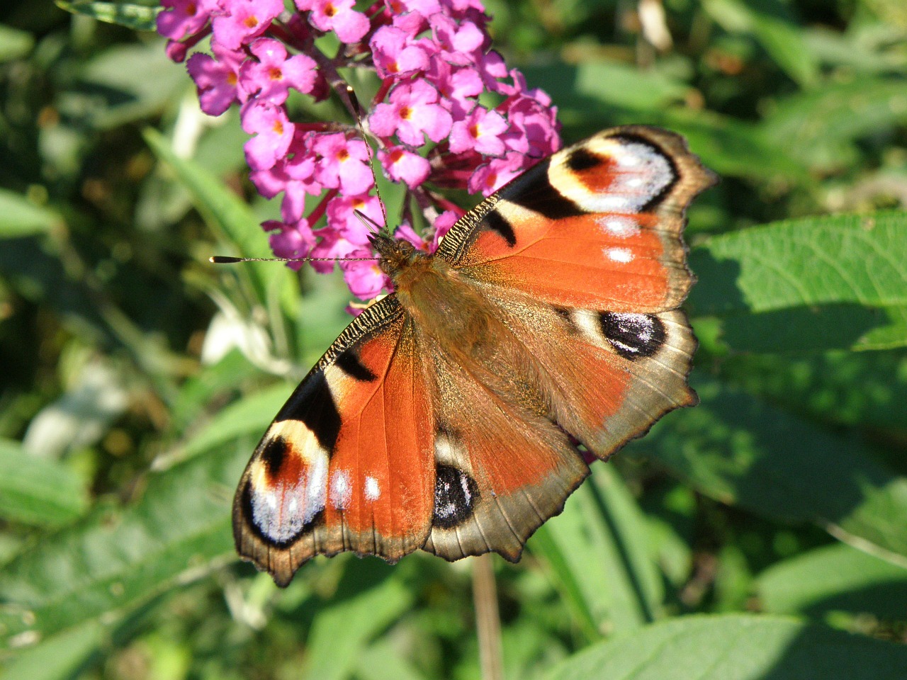 butterfly butterfly peacock macro free photo