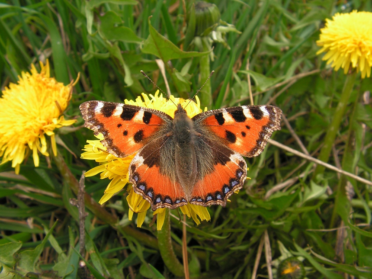 butterfly dandelion flower free photo