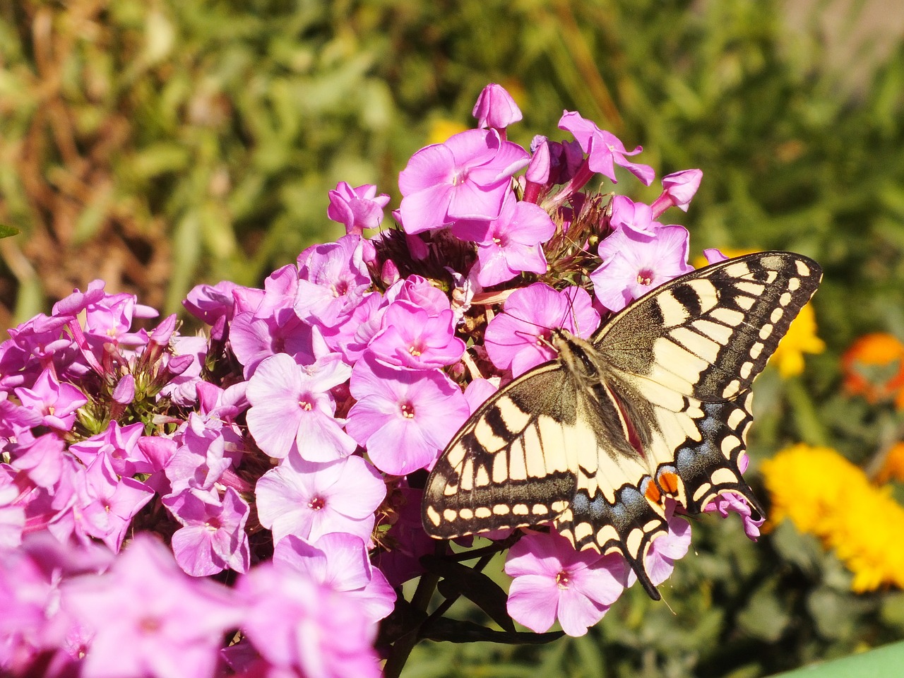 butterfly flower bloom free photo