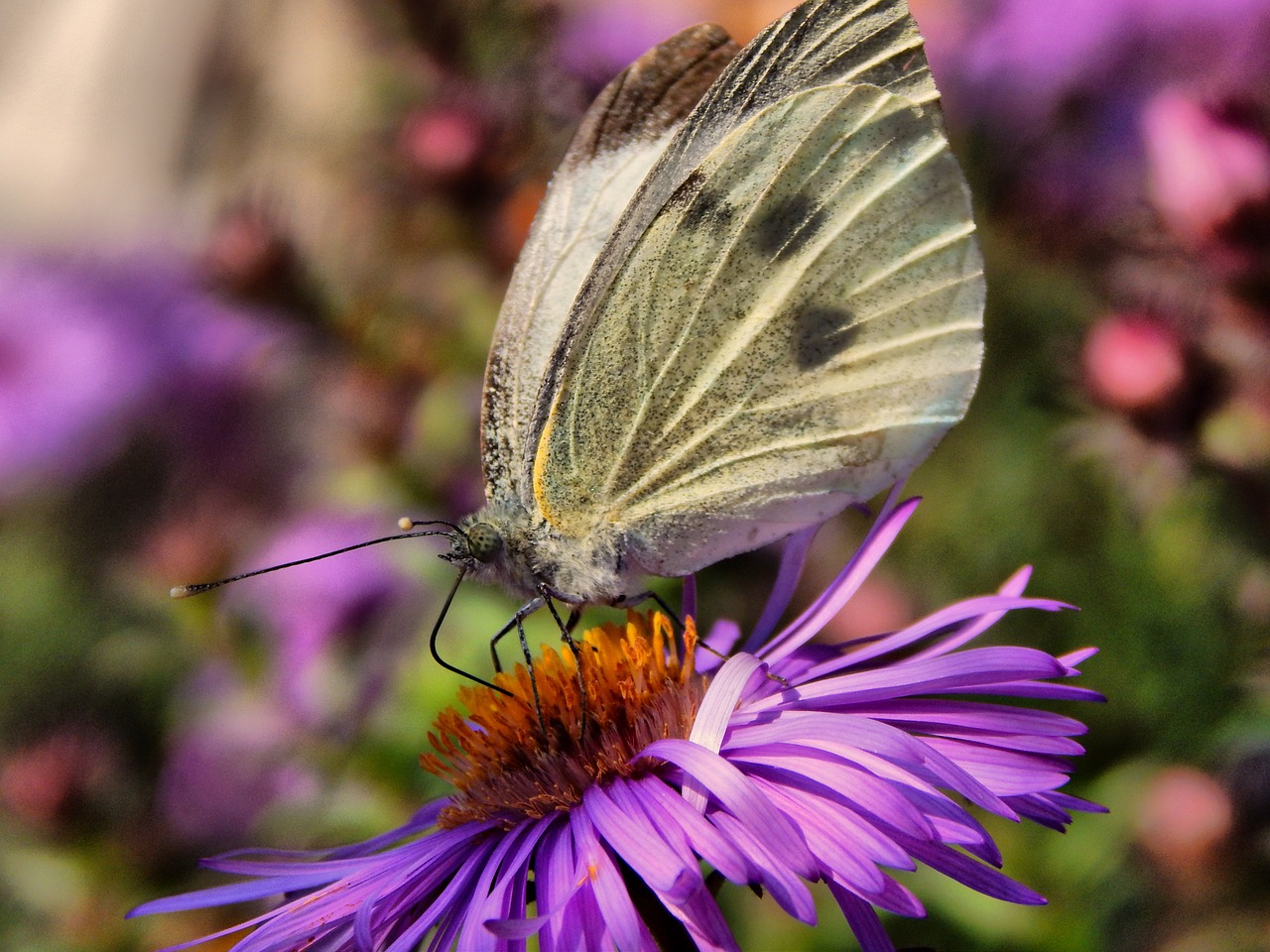 butterfly cabbage white wings free photo