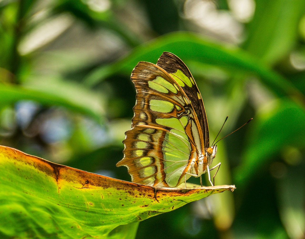 butterfly insect macro free photo