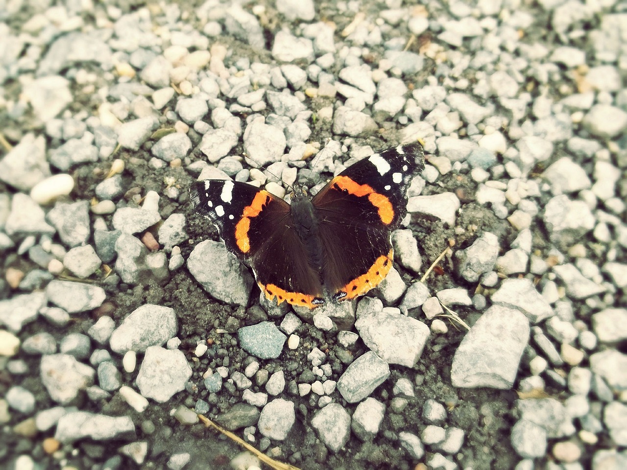 butterfly ground stones free photo