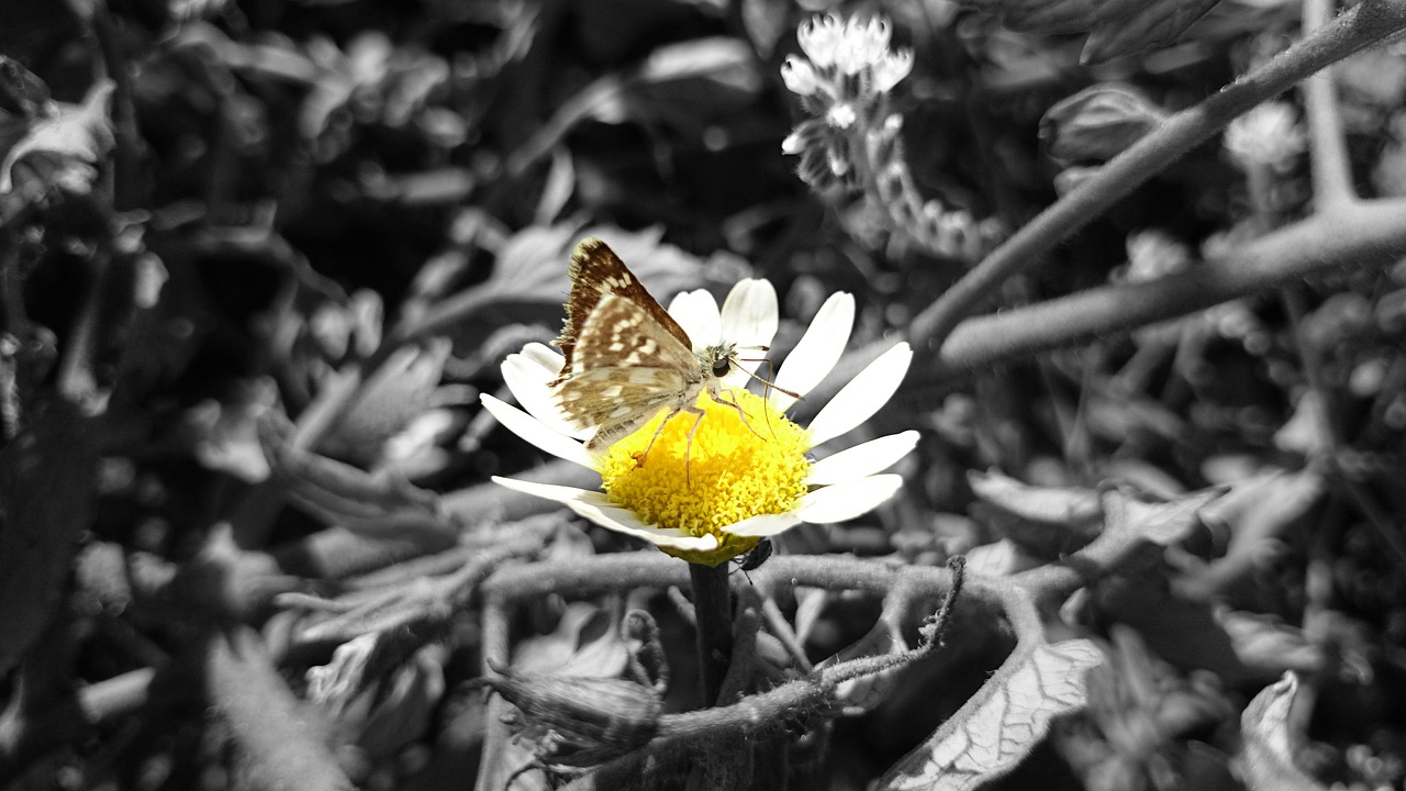 butterfly daisy nature free photo
