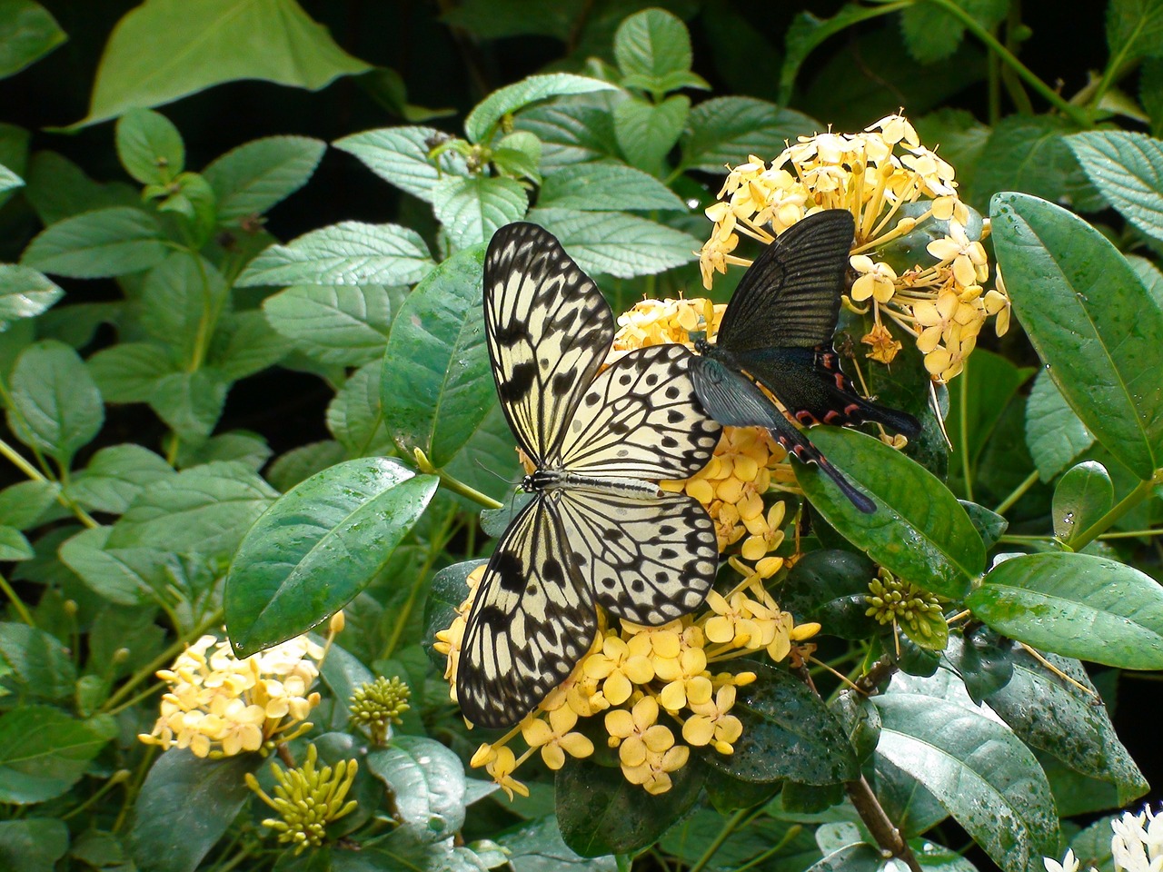 butterfly flowers nature free photo