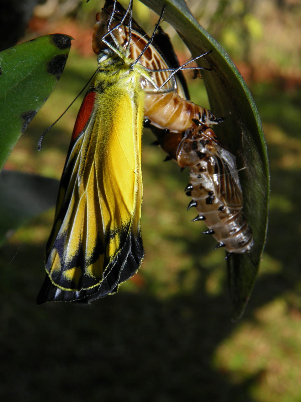 butterfly chrysalis garden free photo