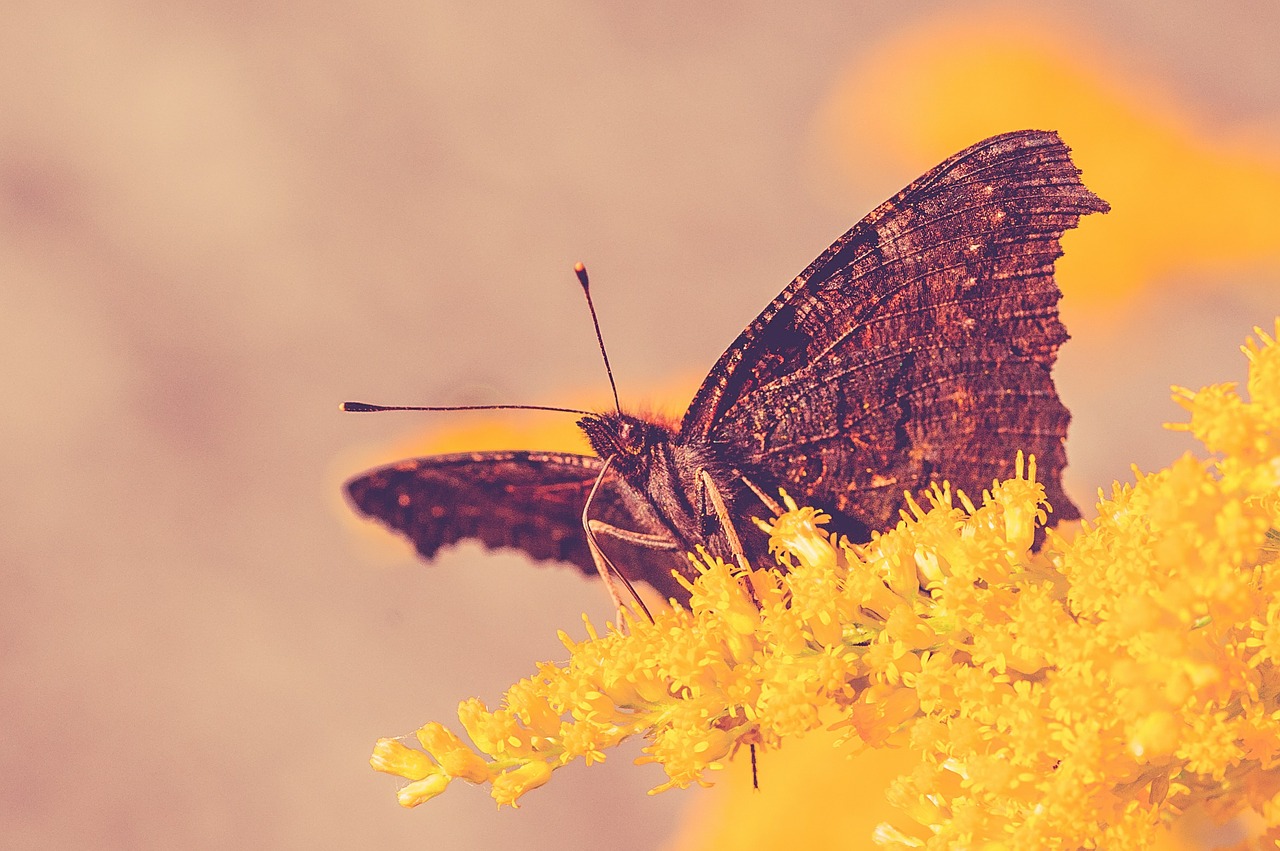 butterfly insect nature free photo