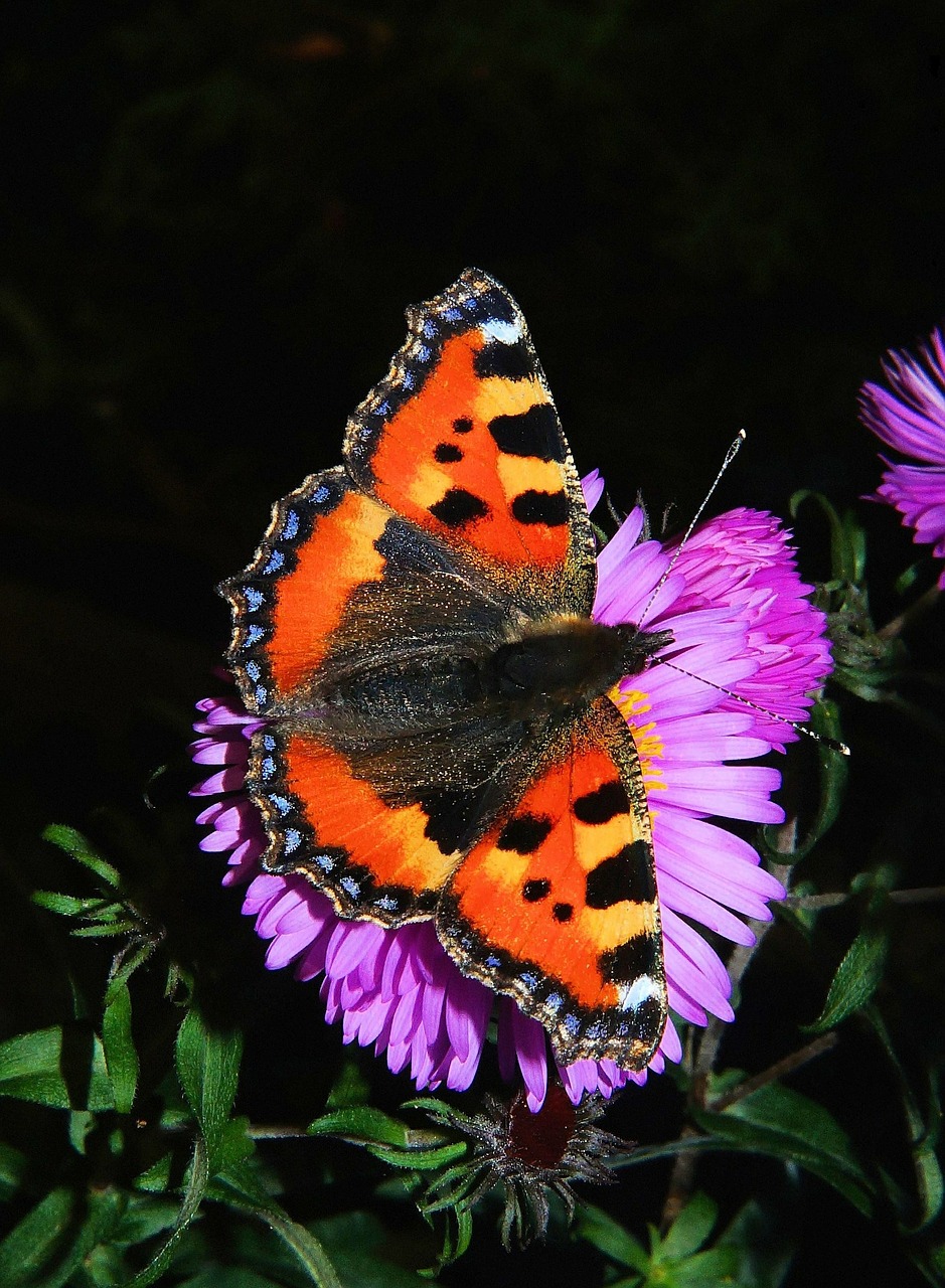 butterfly little fox butterflies free photo