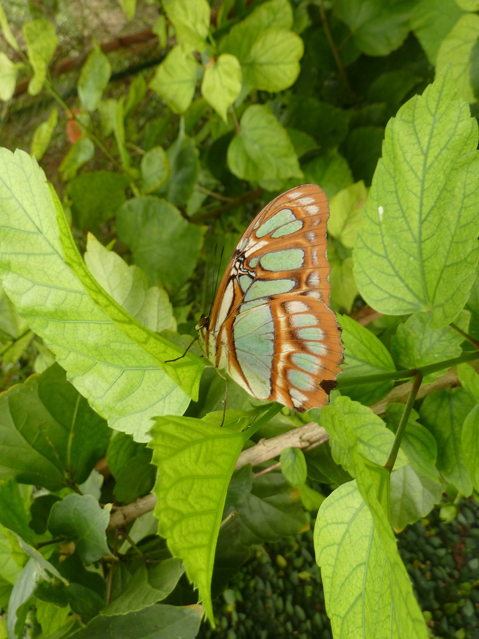 butterfly insect wildlife free photo