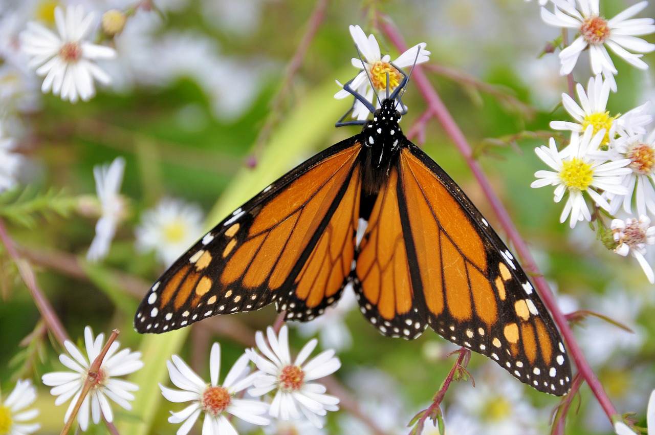 butterfly insects nature free photo